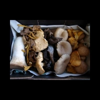 Champignons Mélangés avec Paris kilo