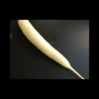 Radis Blancs Italie 10 pièces