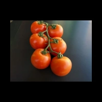 Tomates Grappes France